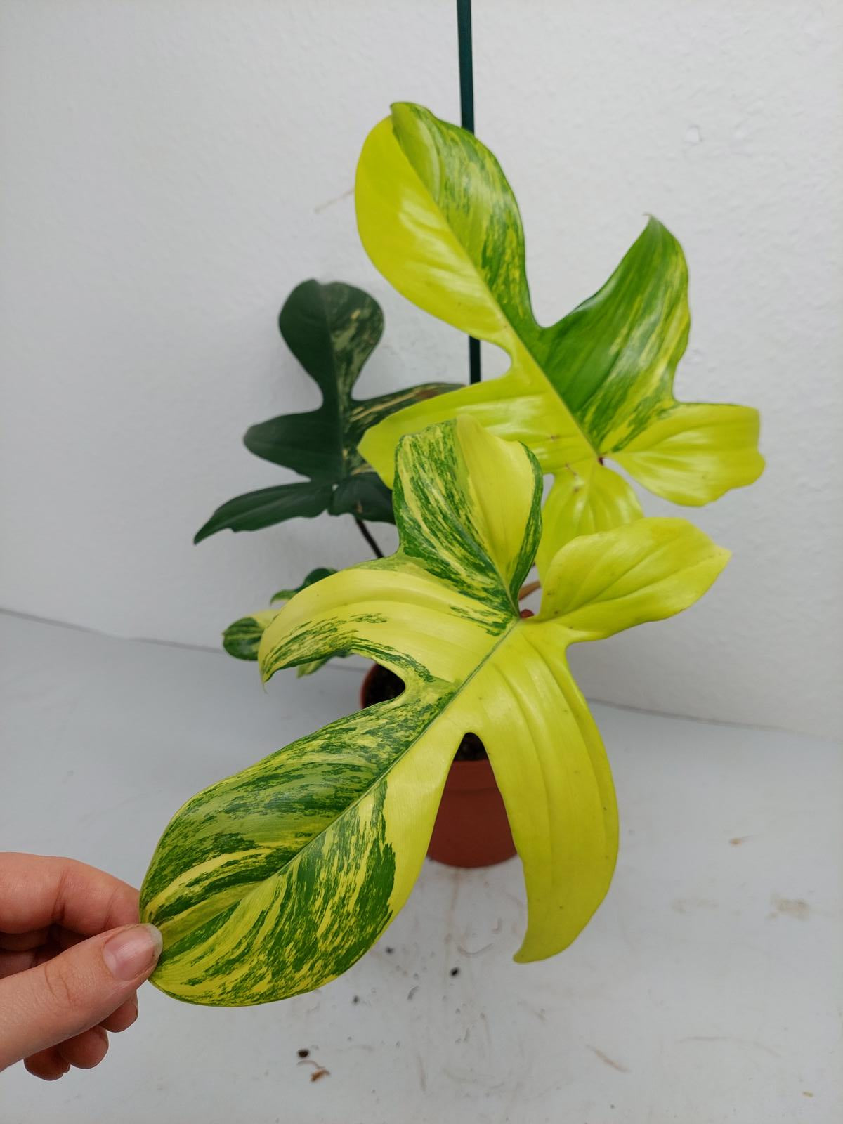 Philodendron Florida Beauty