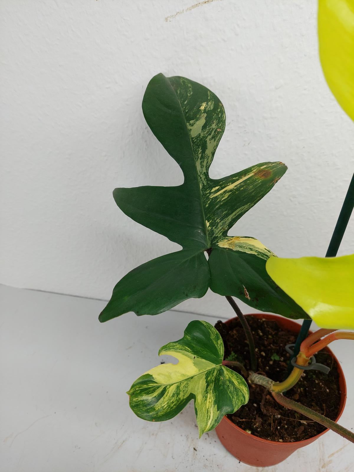 Philodendron Florida Beauty