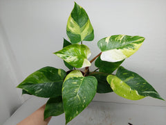 Philodendron White Princess Tricolor