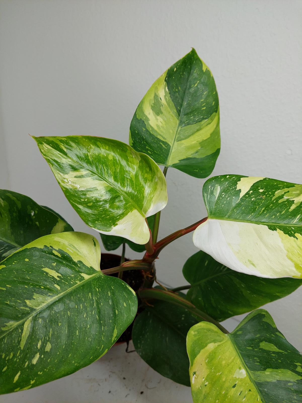 Philodendron White Princess Tricolor