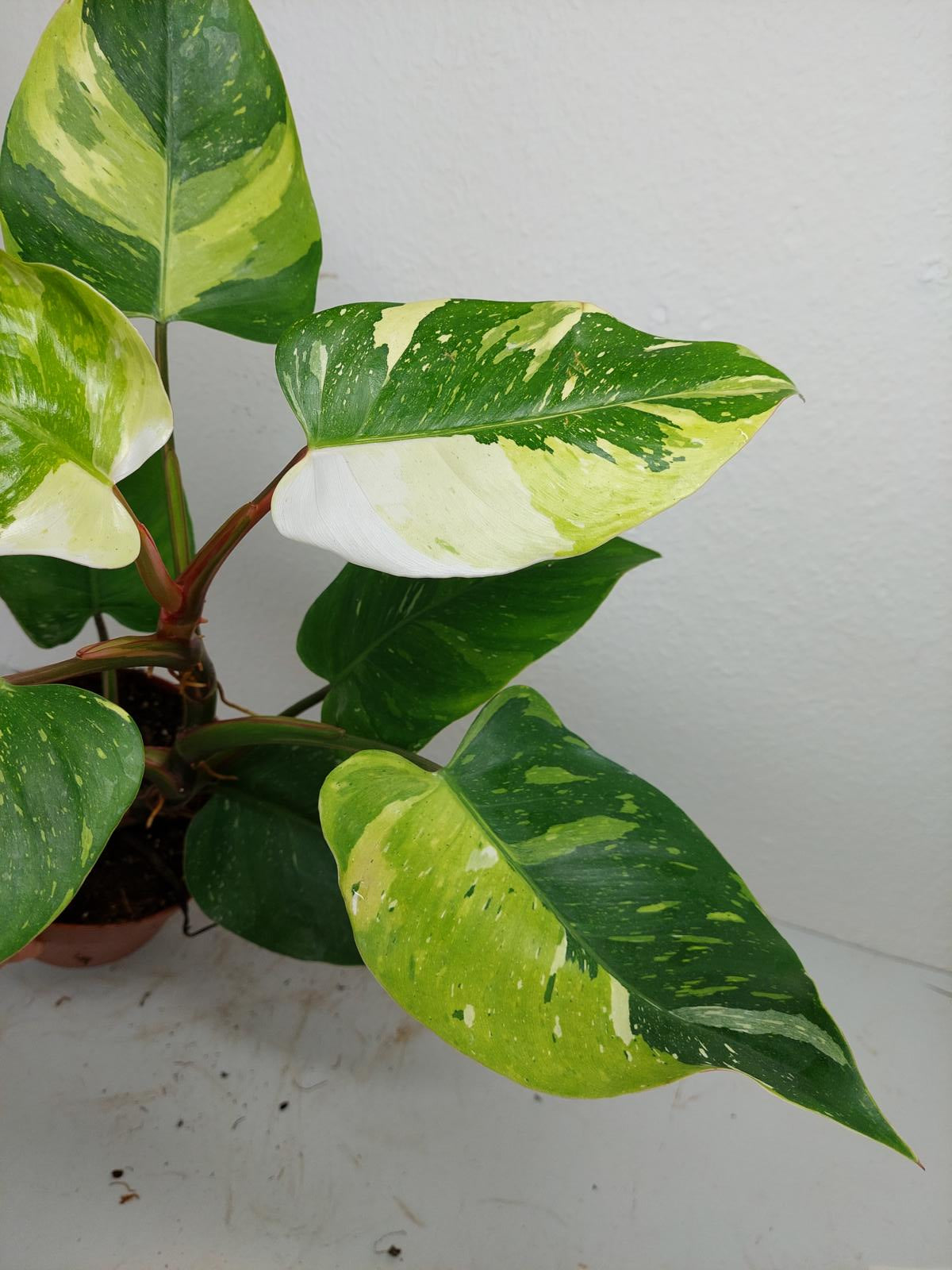 Philodendron White Princess Tricolor