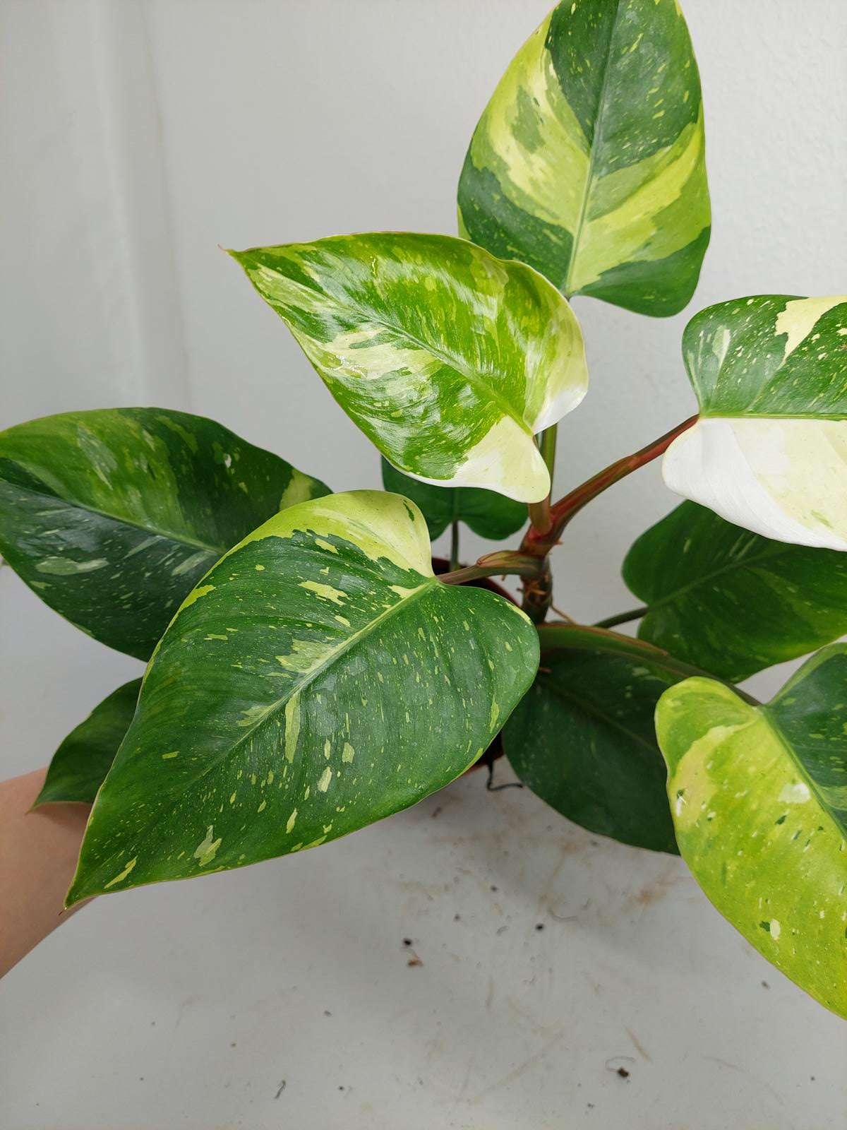 Philodendron White Princess Tricolor