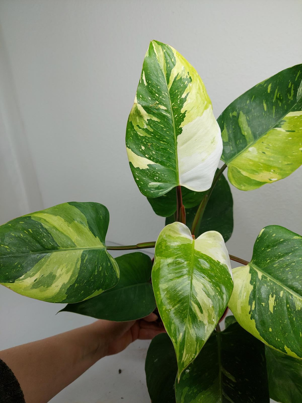 Philodendron White Princess Tricolor