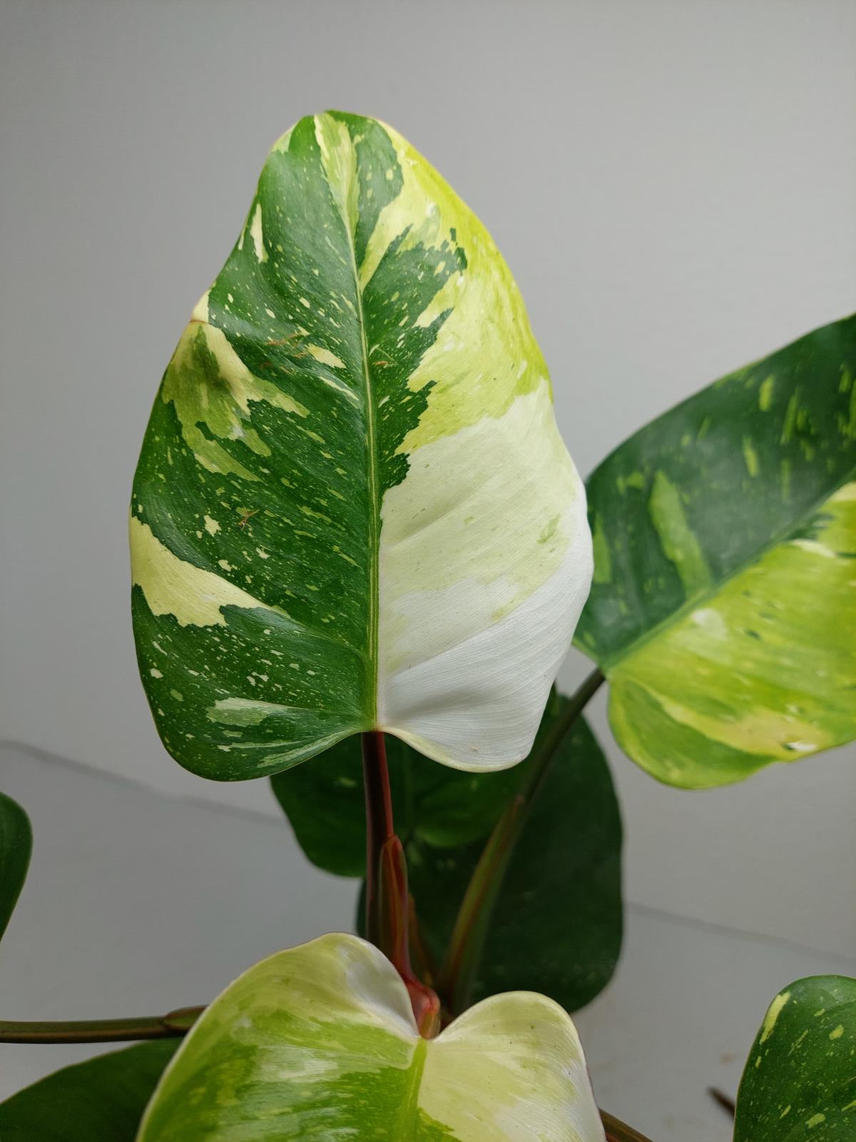 Philodendron White Princess Tricolor