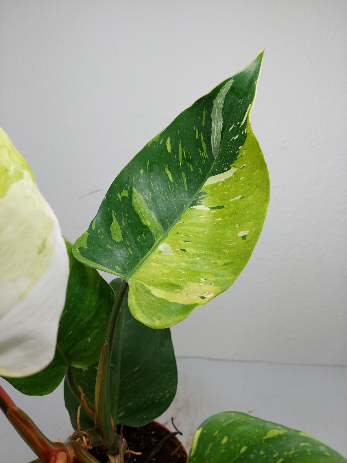 Philodendron White Princess Tricolor