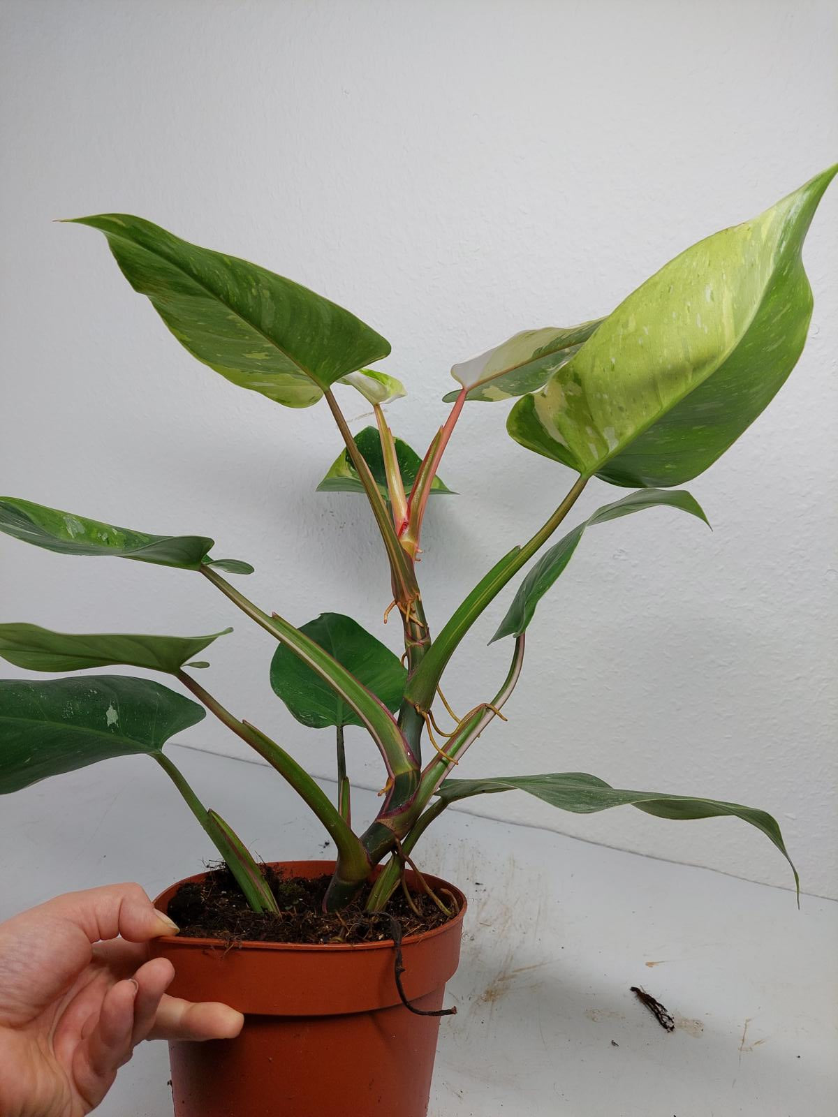 Philodendron White Princess Tricolor