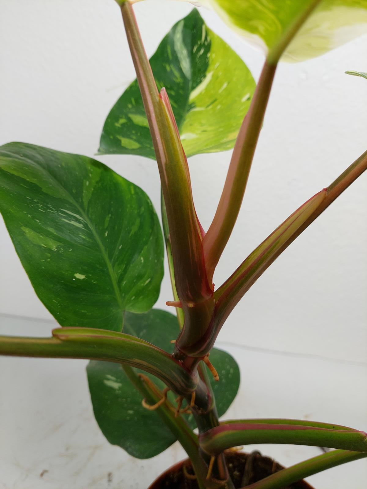 Philodendron White Princess Tricolor