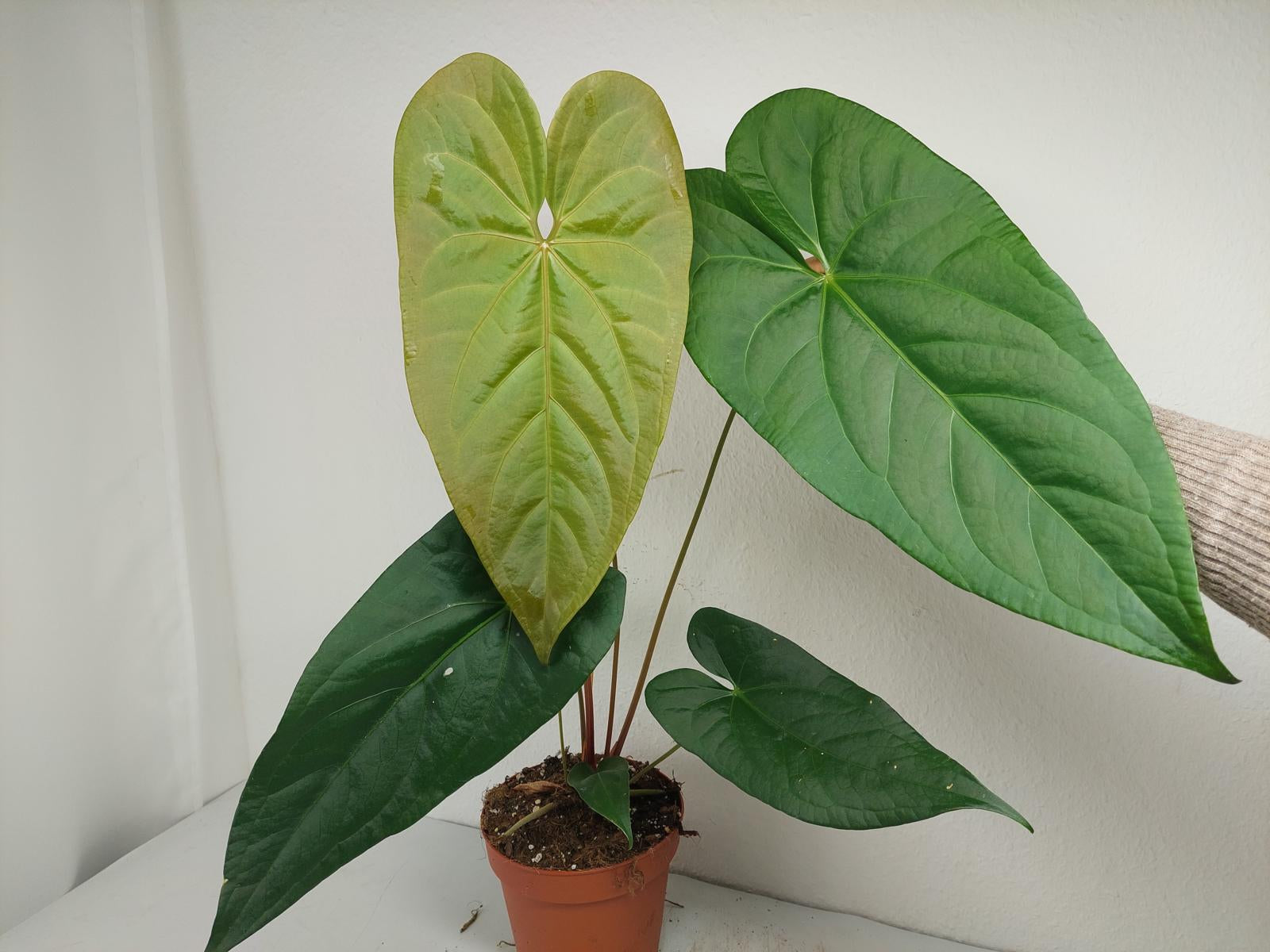 Anthurium Magnificum x Nigrolaminum Gigi