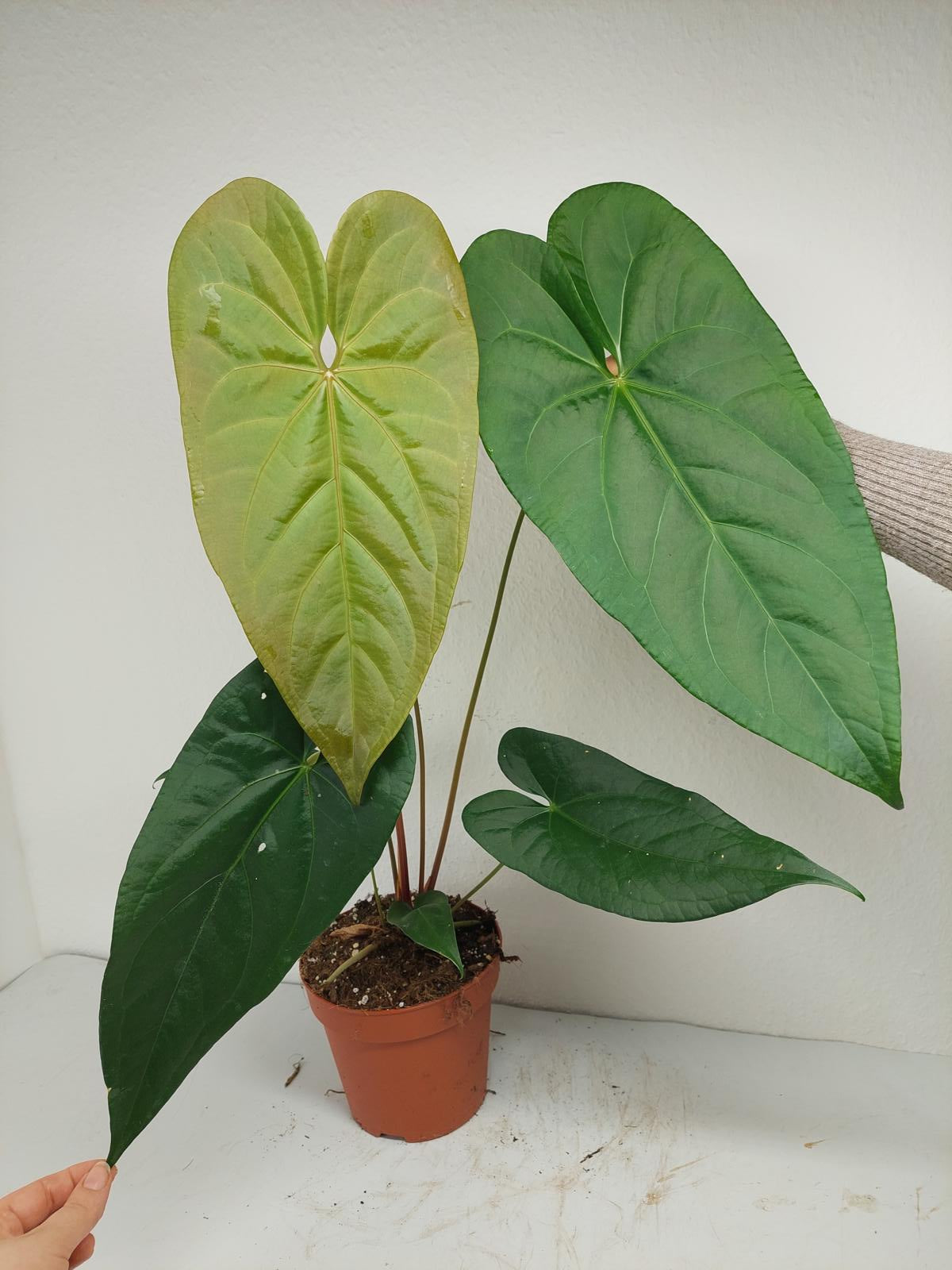 Anthurium Magnificum x Nigrolaminum Gigi