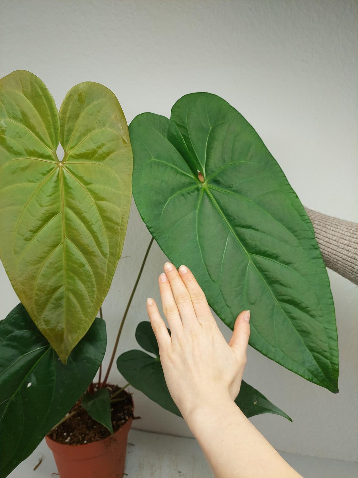 Anthurium Magnificum x Nigrolaminum Gigi