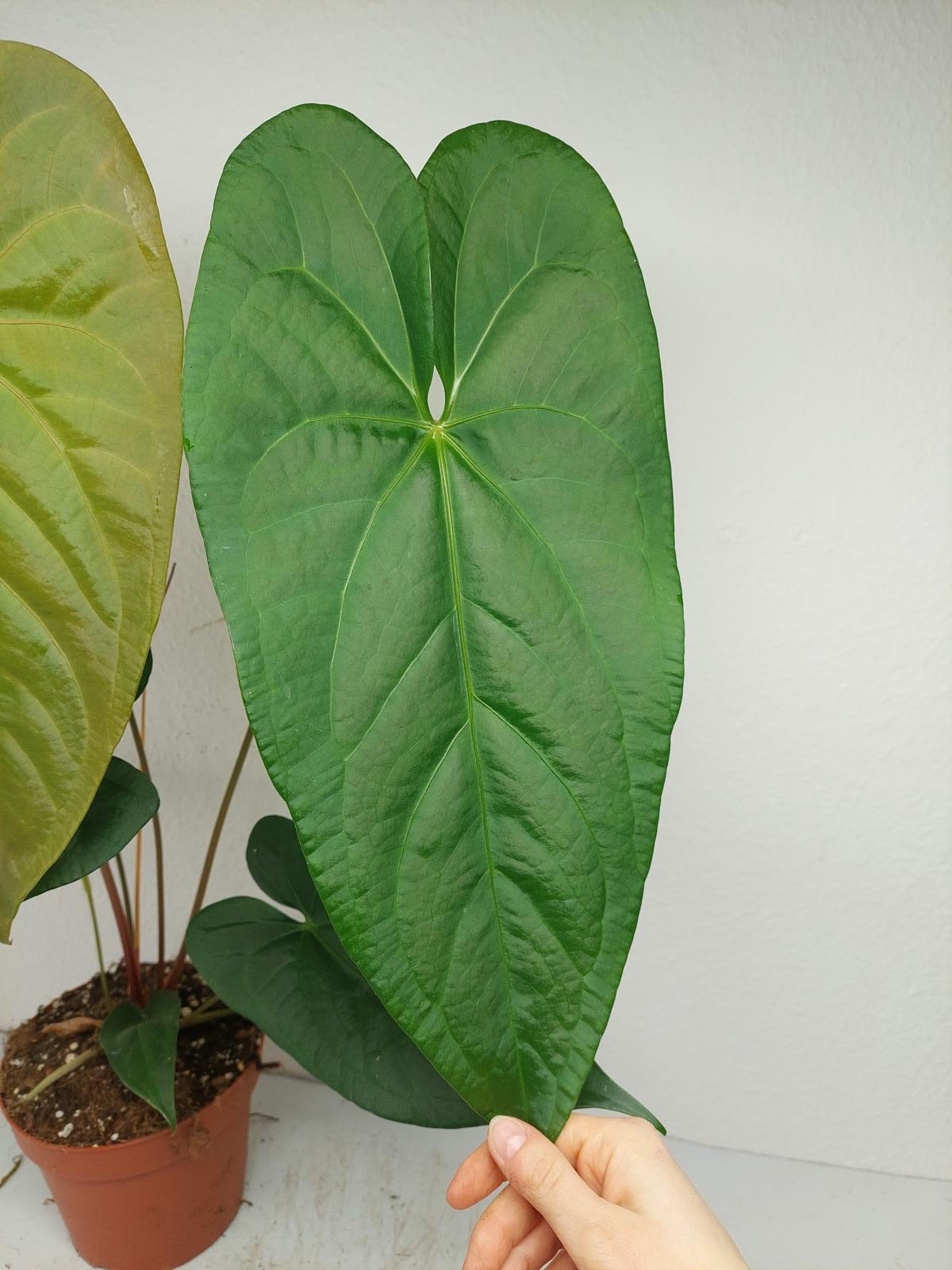 Anthurium Magnificum x Nigrolaminum Gigi