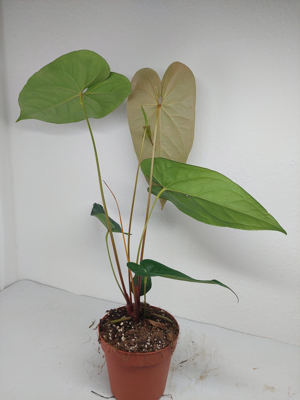 Anthurium Magnificum x Nigrolaminum Gigi