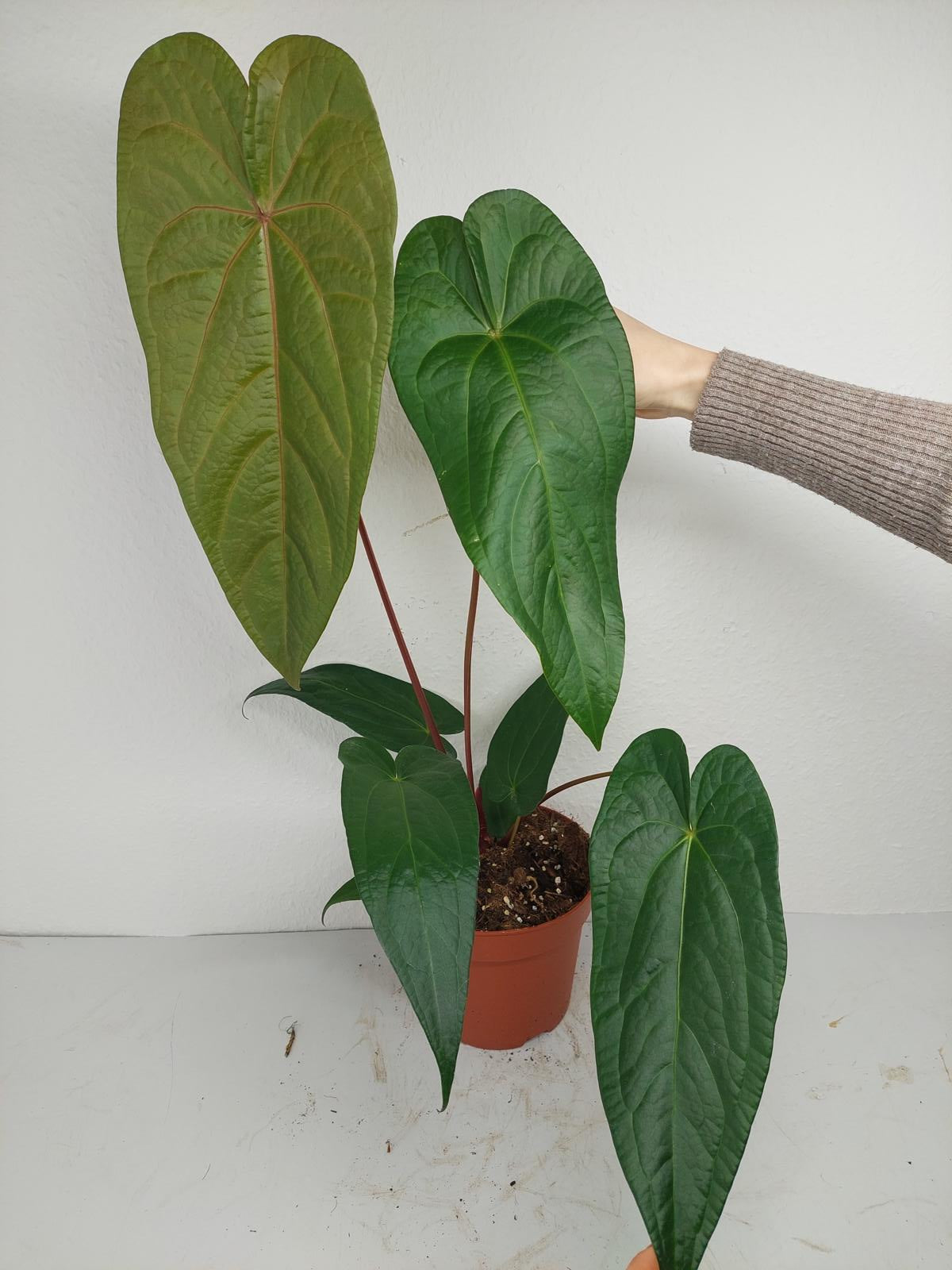 Anthurium Magnificum x Nigrolaminum Gigi