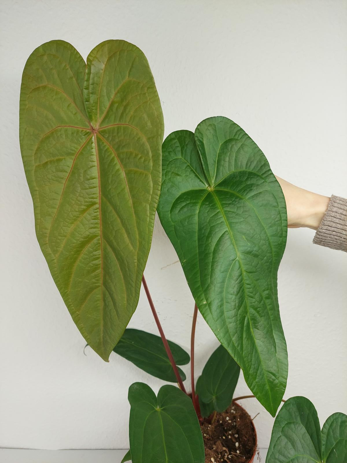 Anthurium Magnificum x Nigrolaminum Gigi