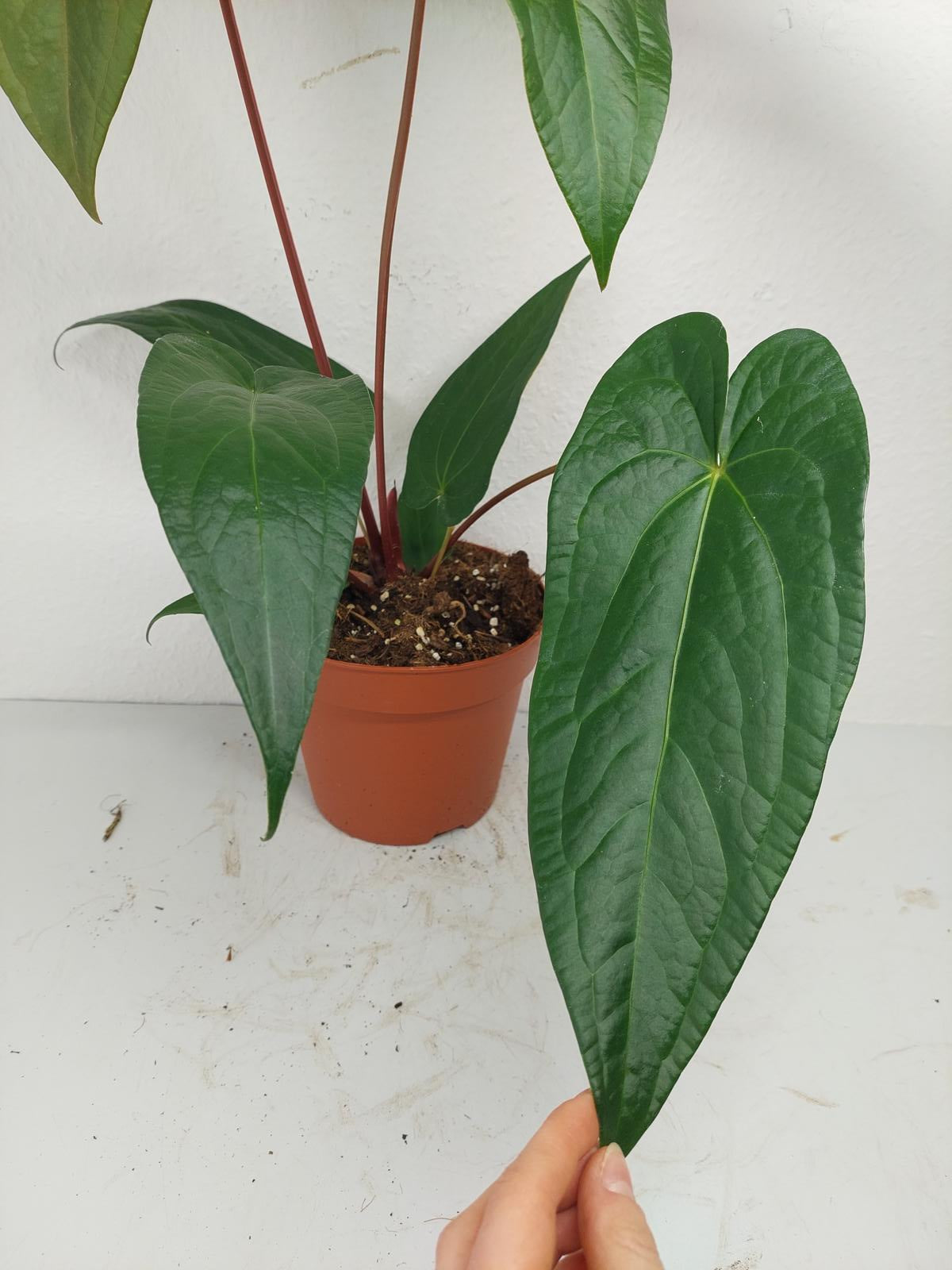 Anthurium Magnificum x Nigrolaminum Gigi