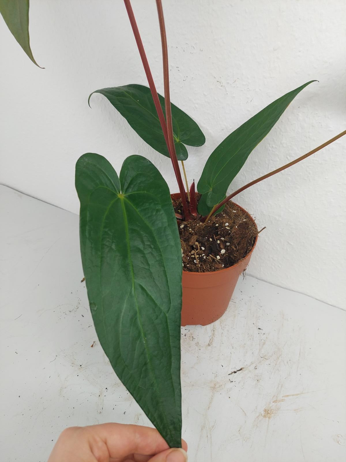 Anthurium Magnificum x Nigrolaminum Gigi