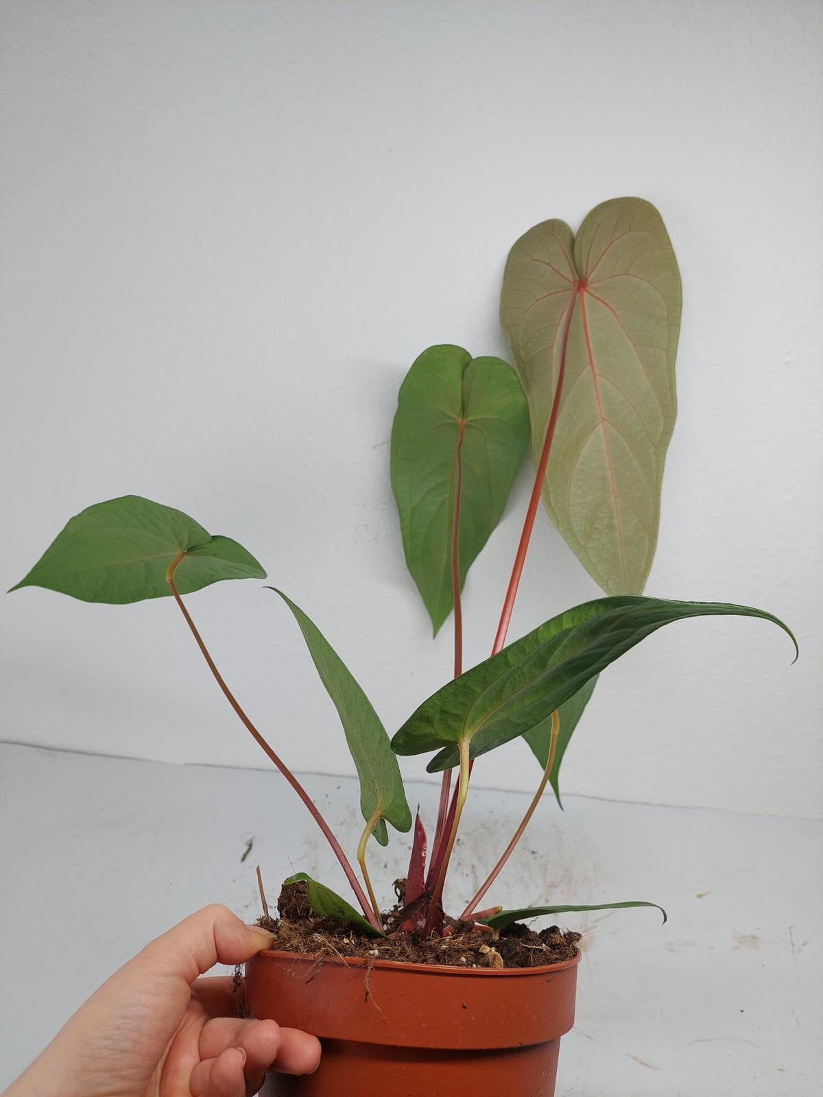 Anthurium Magnificum x Nigrolaminum Gigi