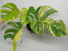 Monstera Aurea Variegata