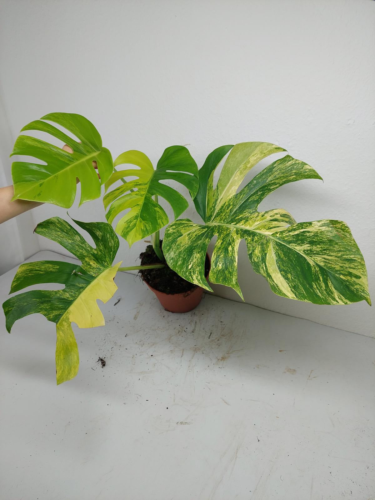 Monstera Aurea Variegata