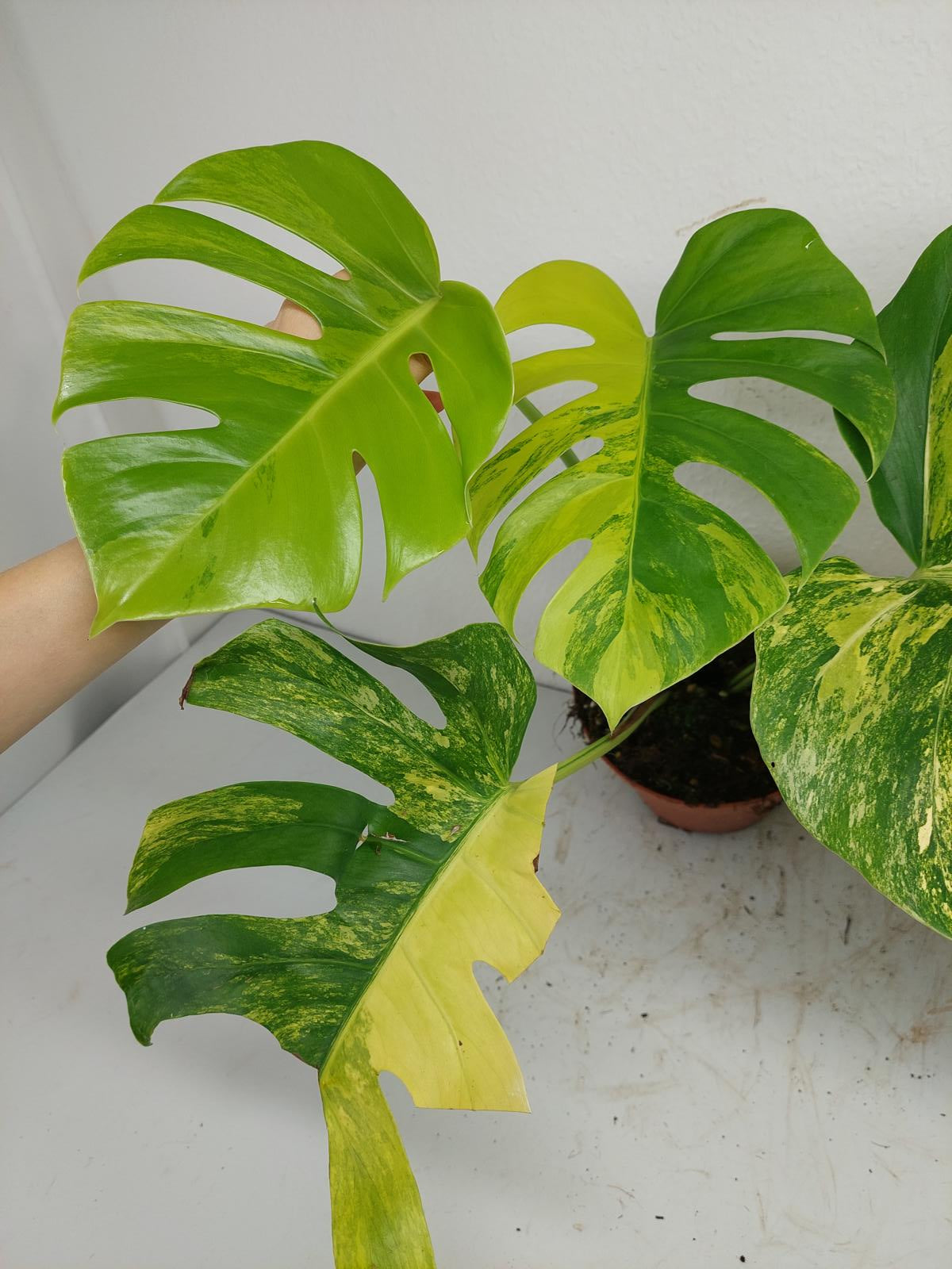 Monstera Aurea Variegata