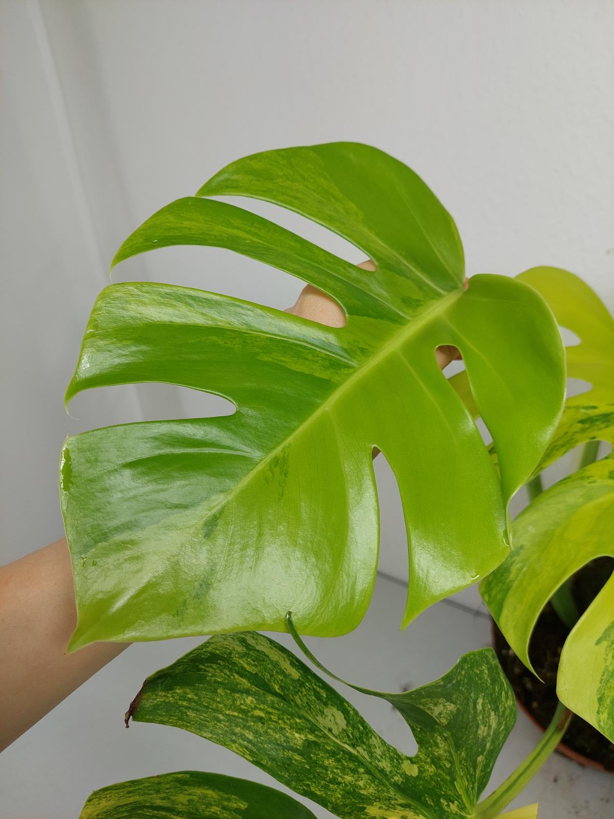 Monstera Aurea Variegata