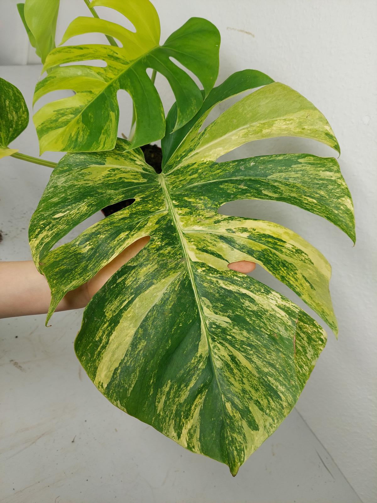 Monstera Aurea Variegata