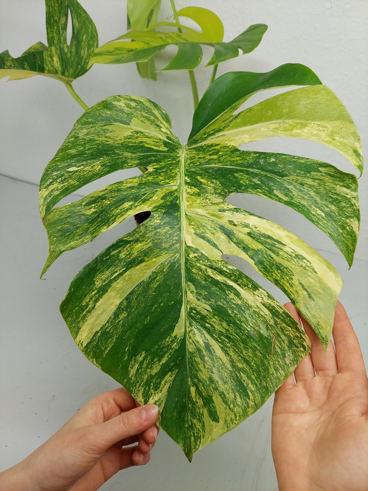 Monstera Aurea Variegata