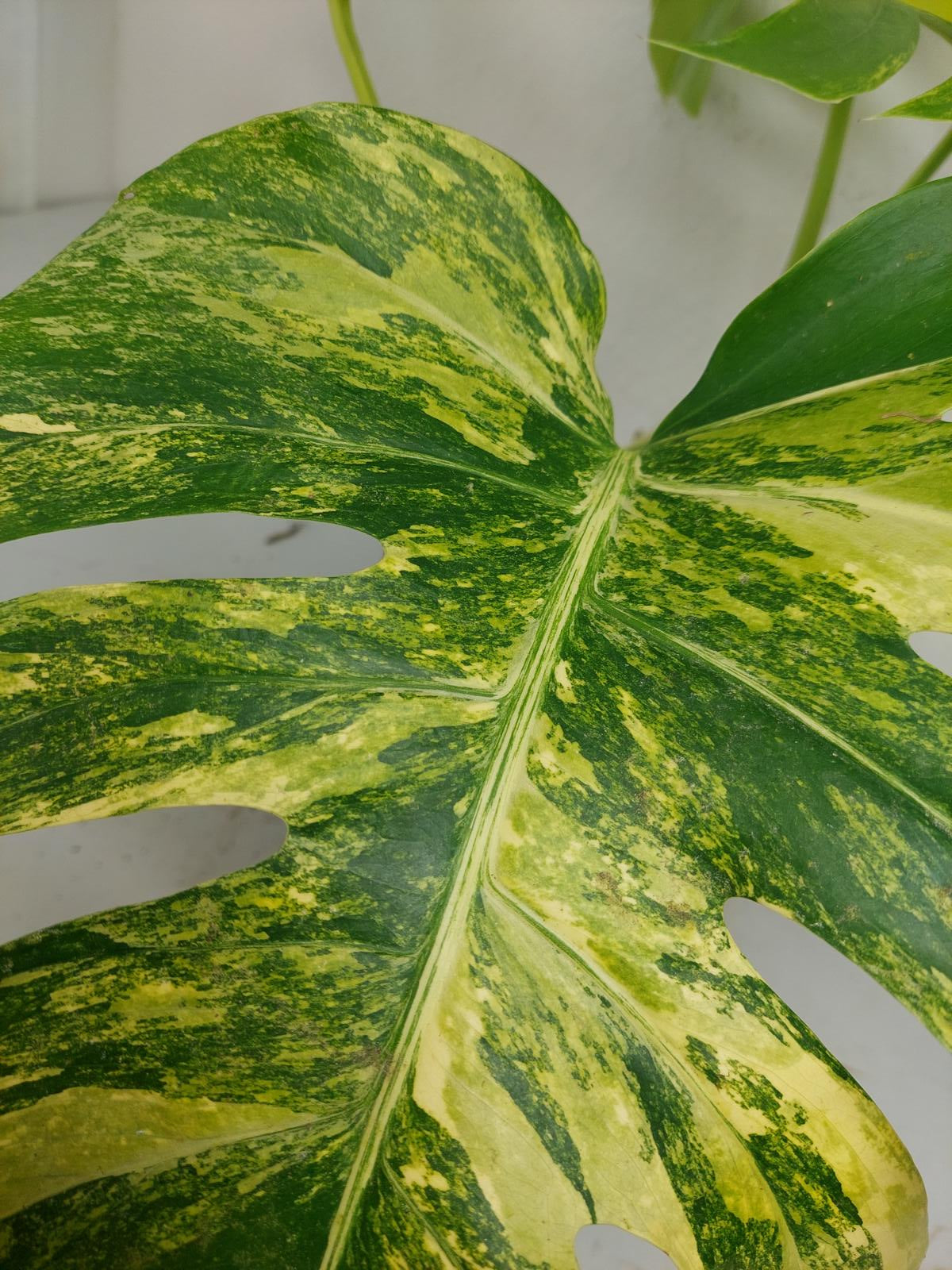 Monstera Aurea Variegata