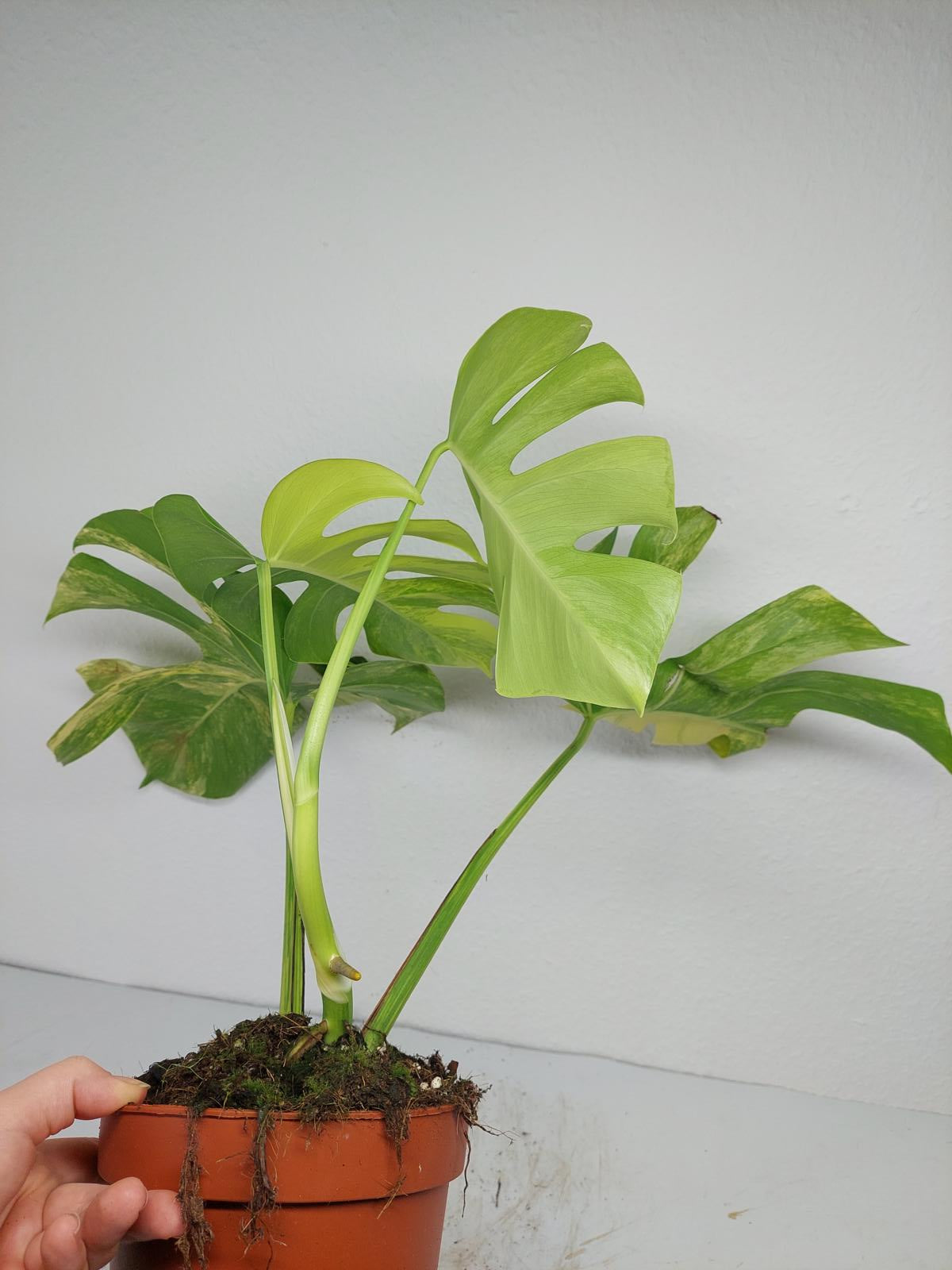 Monstera Aurea Variegata