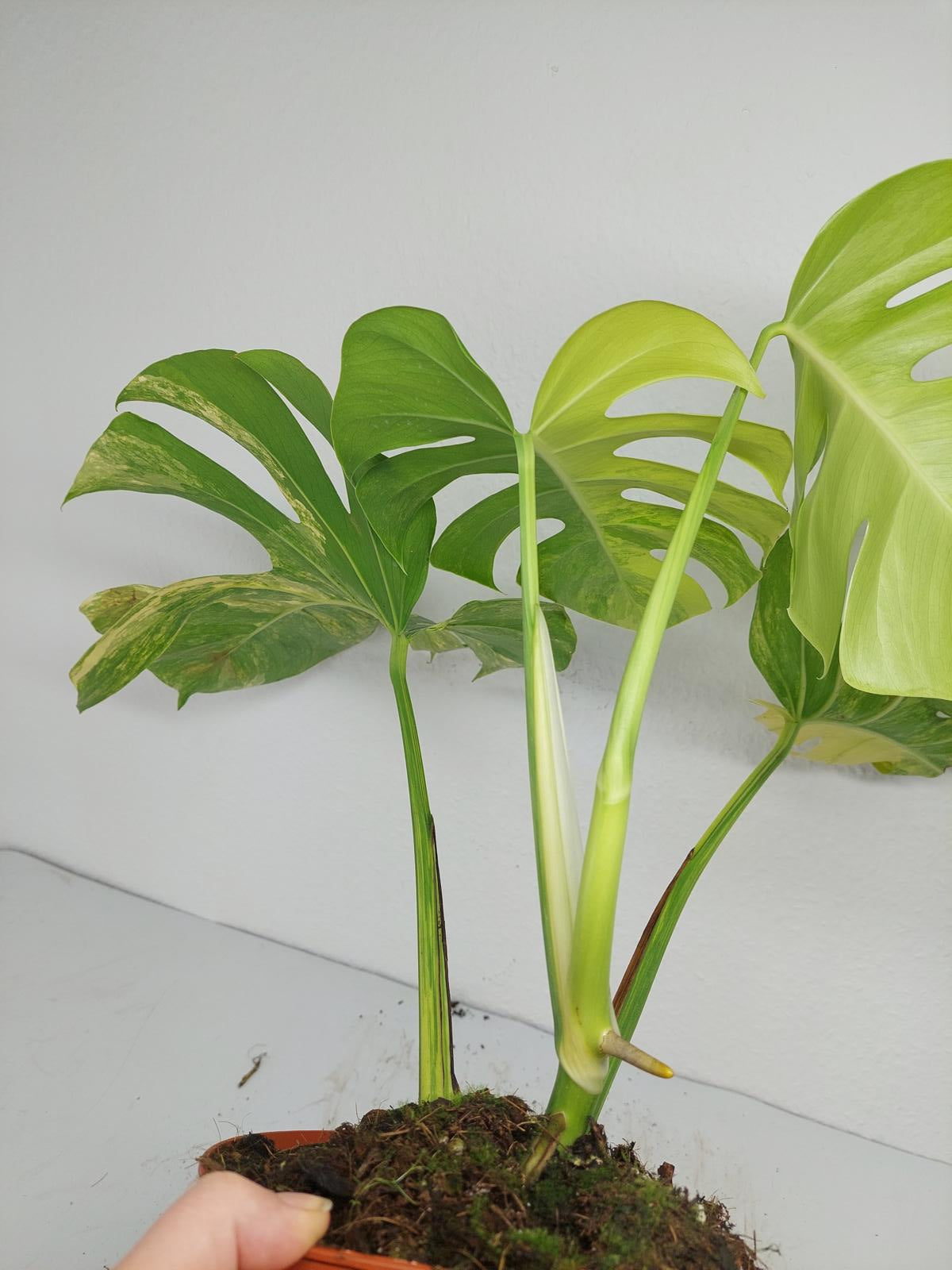 Monstera Aurea Variegata