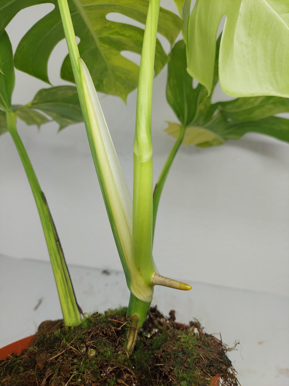 Monstera Aurea Variegata