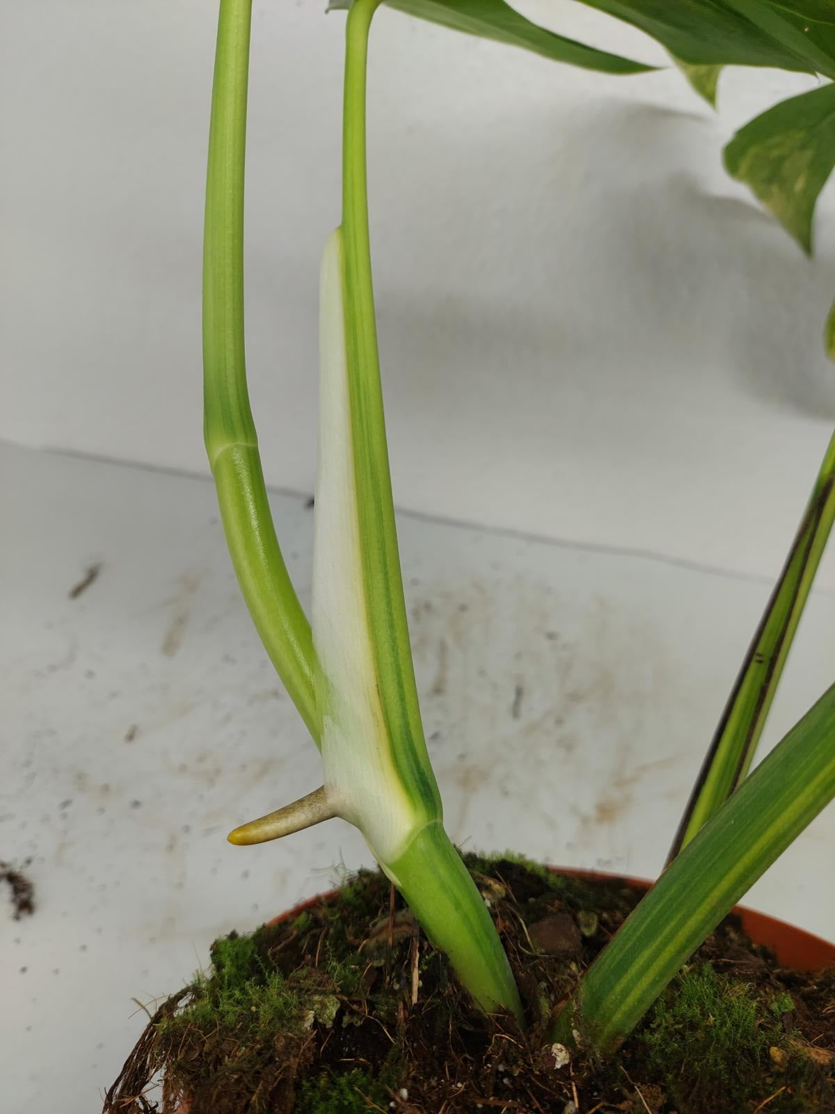 Monstera Aurea Variegata