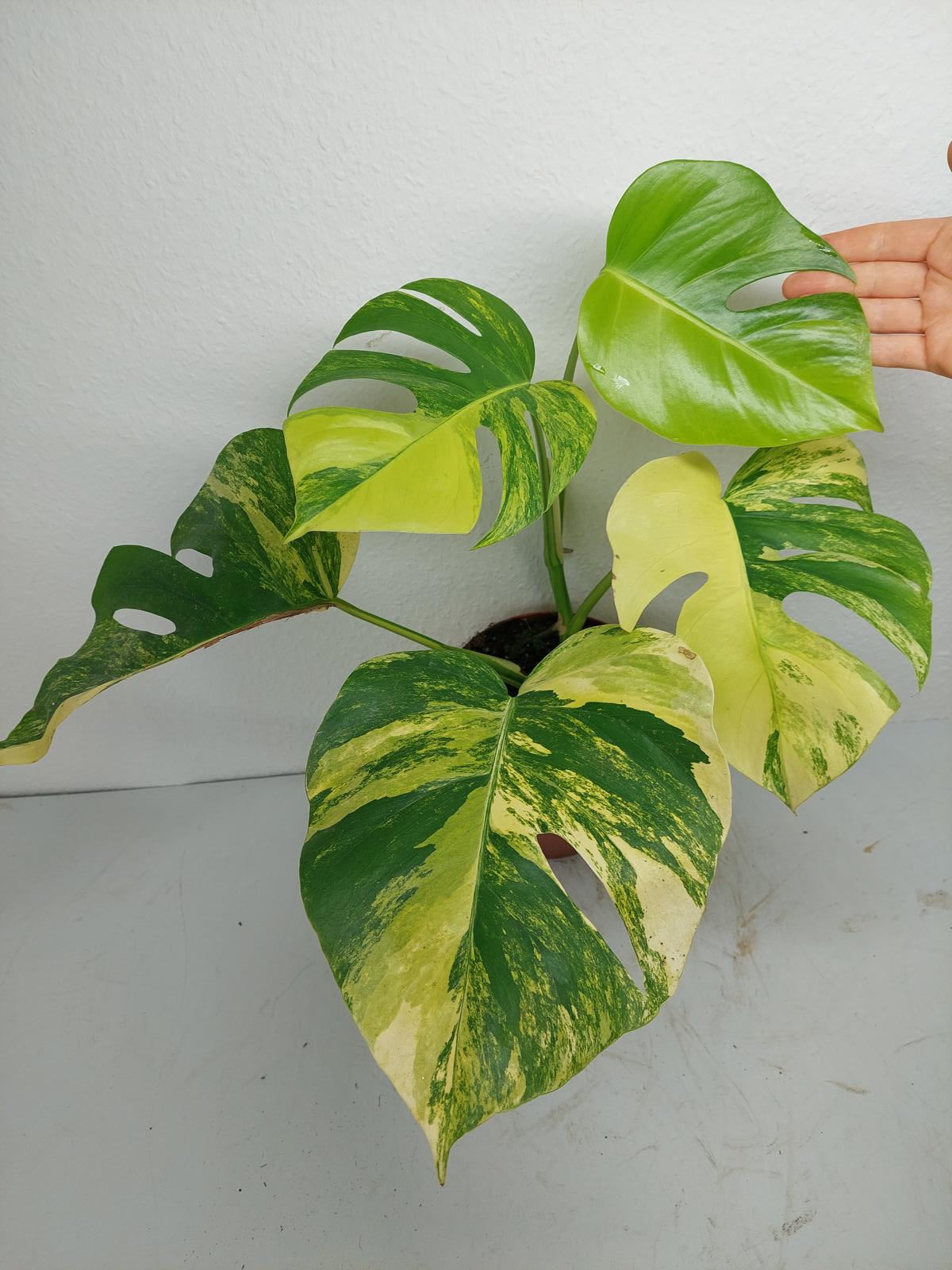 Monstera Aurea Variegata