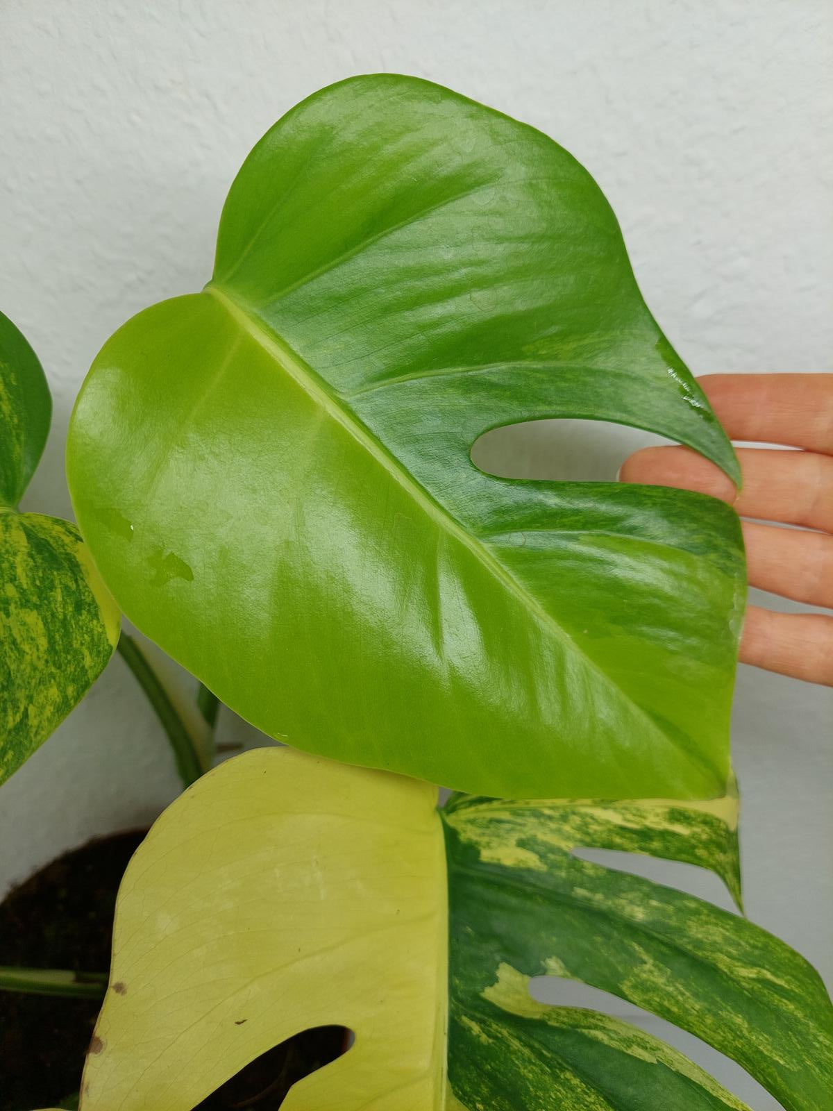 Monstera Aurea Variegata