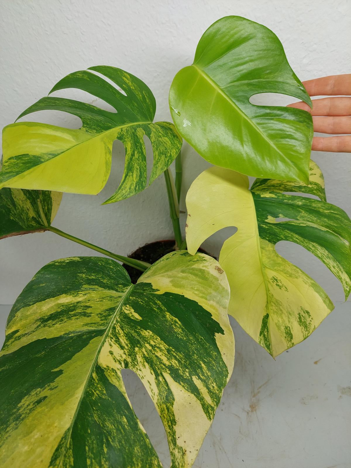 Monstera Aurea Variegata