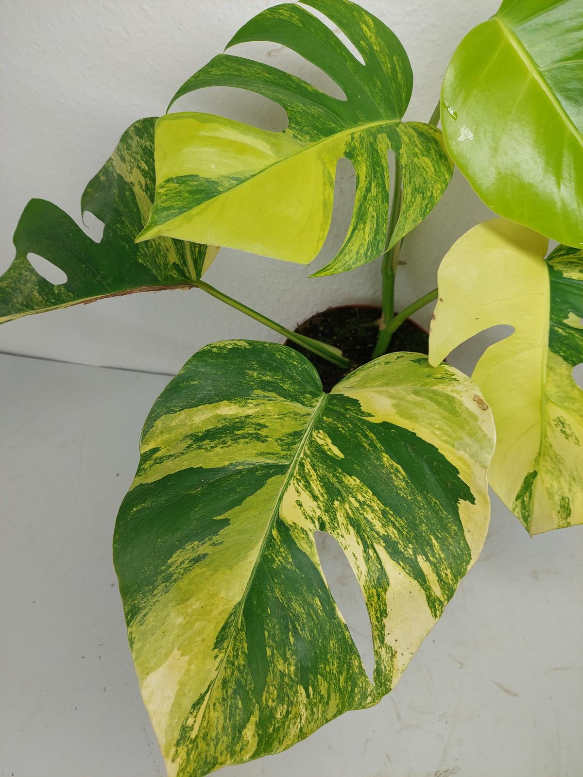 Monstera Aurea Variegata