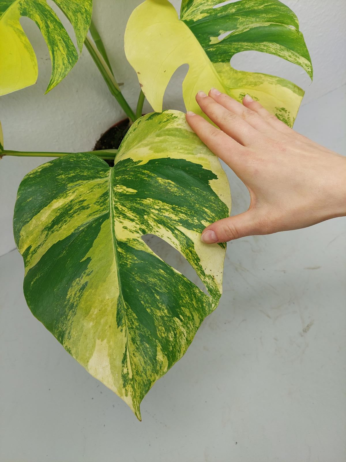 Monstera Aurea Variegata