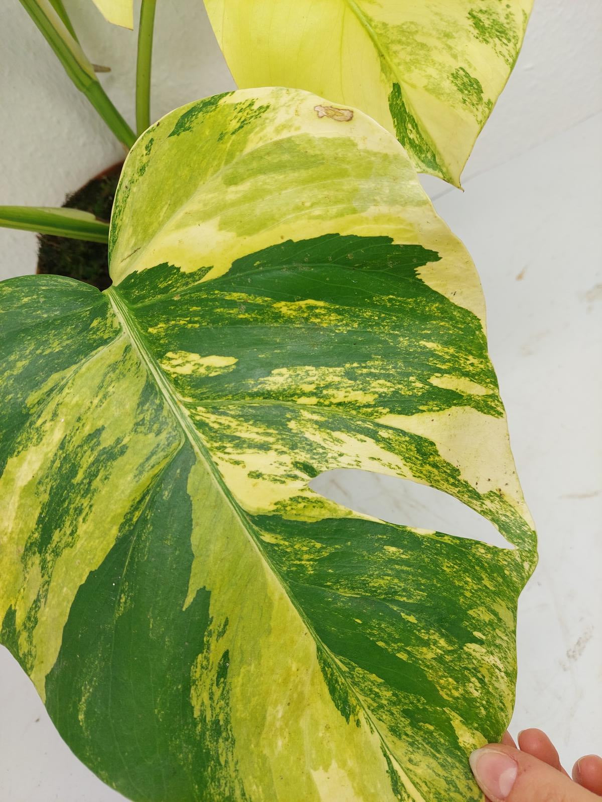 Monstera Aurea Variegata