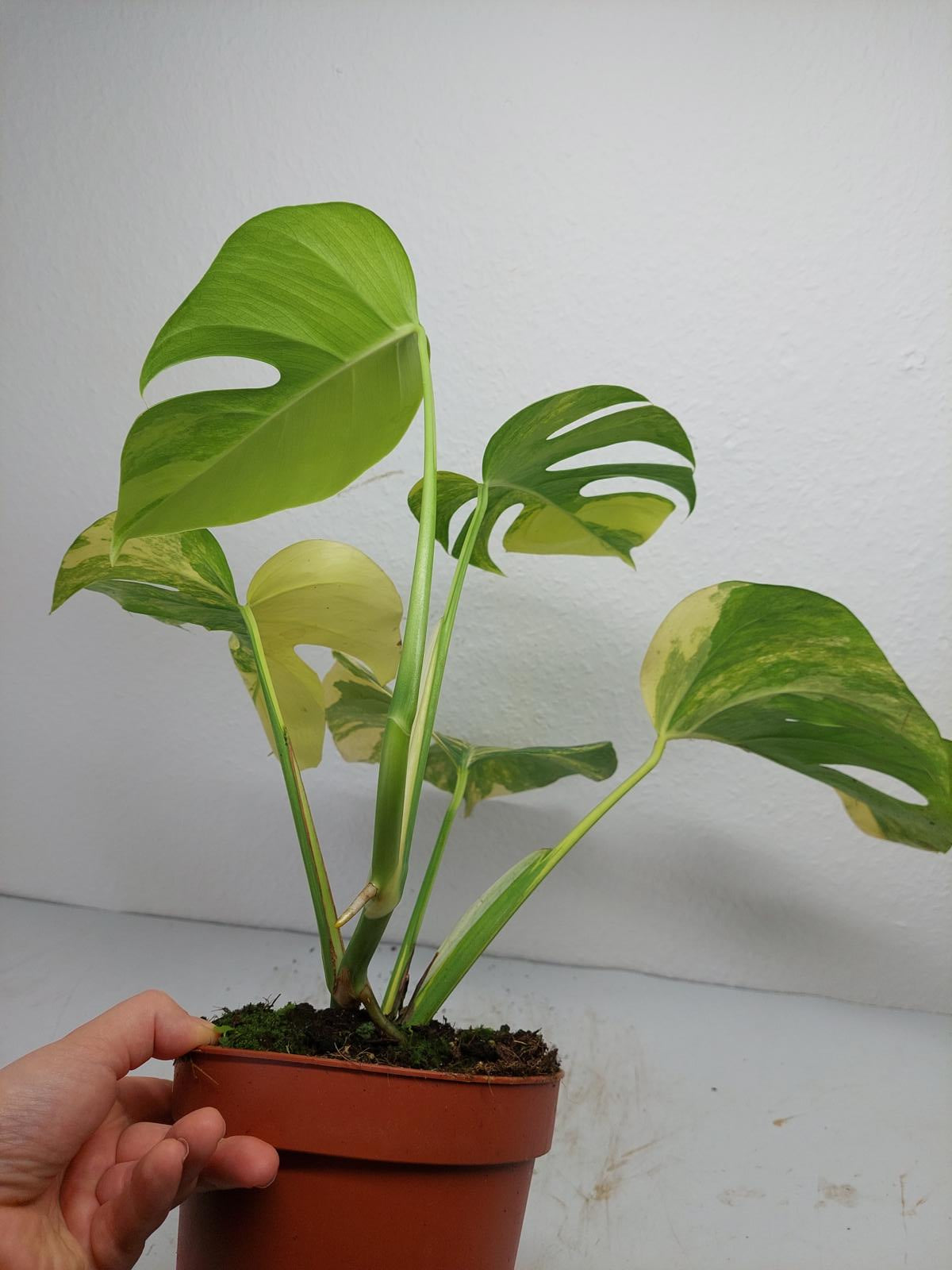 Monstera Aurea Variegata