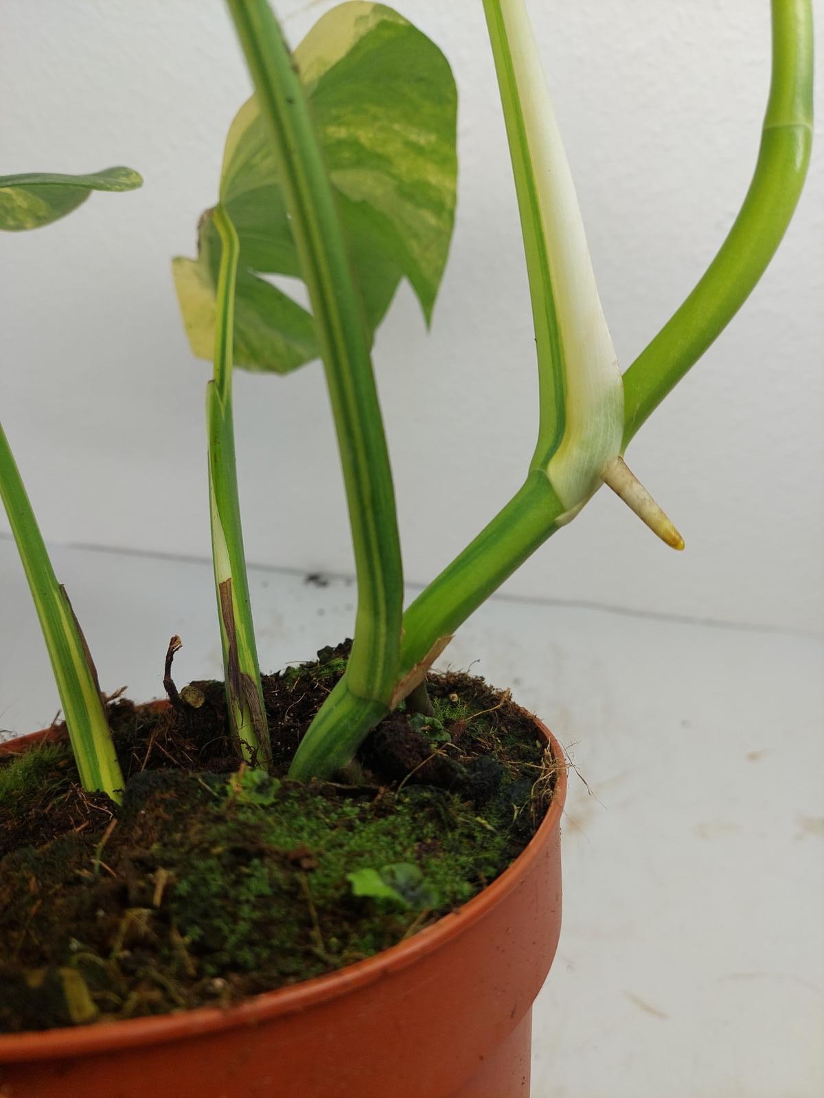 Monstera Aurea Variegata