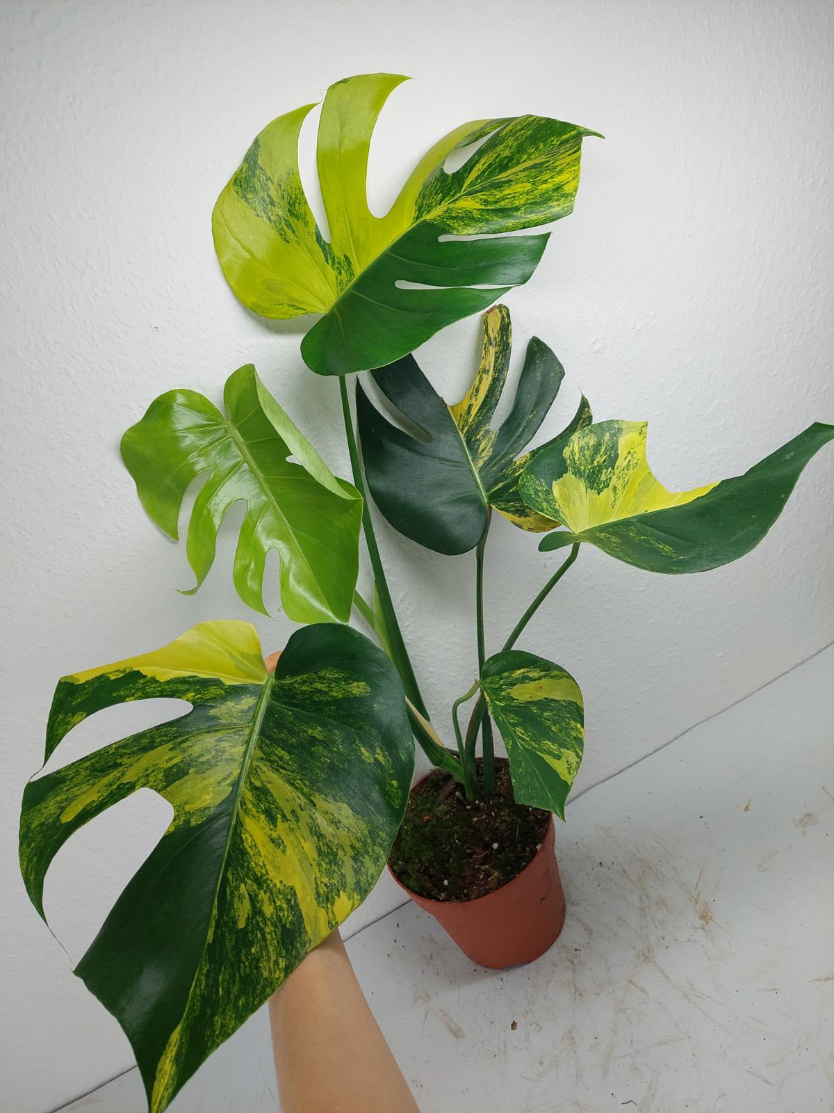 Monstera Aurea Variegata