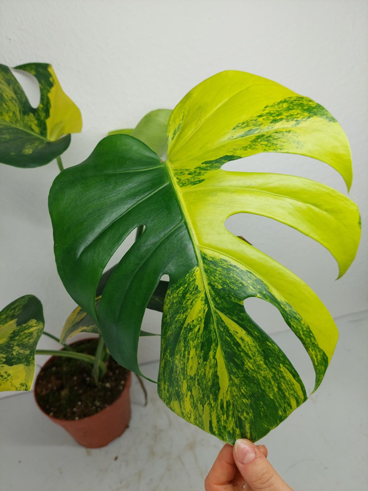 Monstera Aurea Variegata