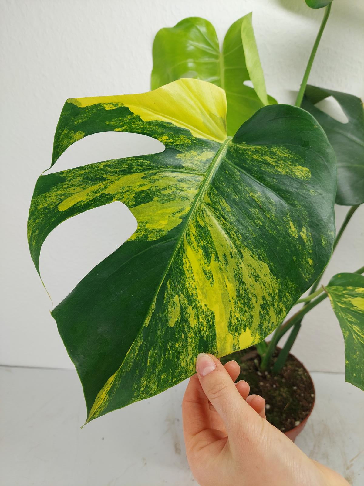 Monstera Aurea Variegata