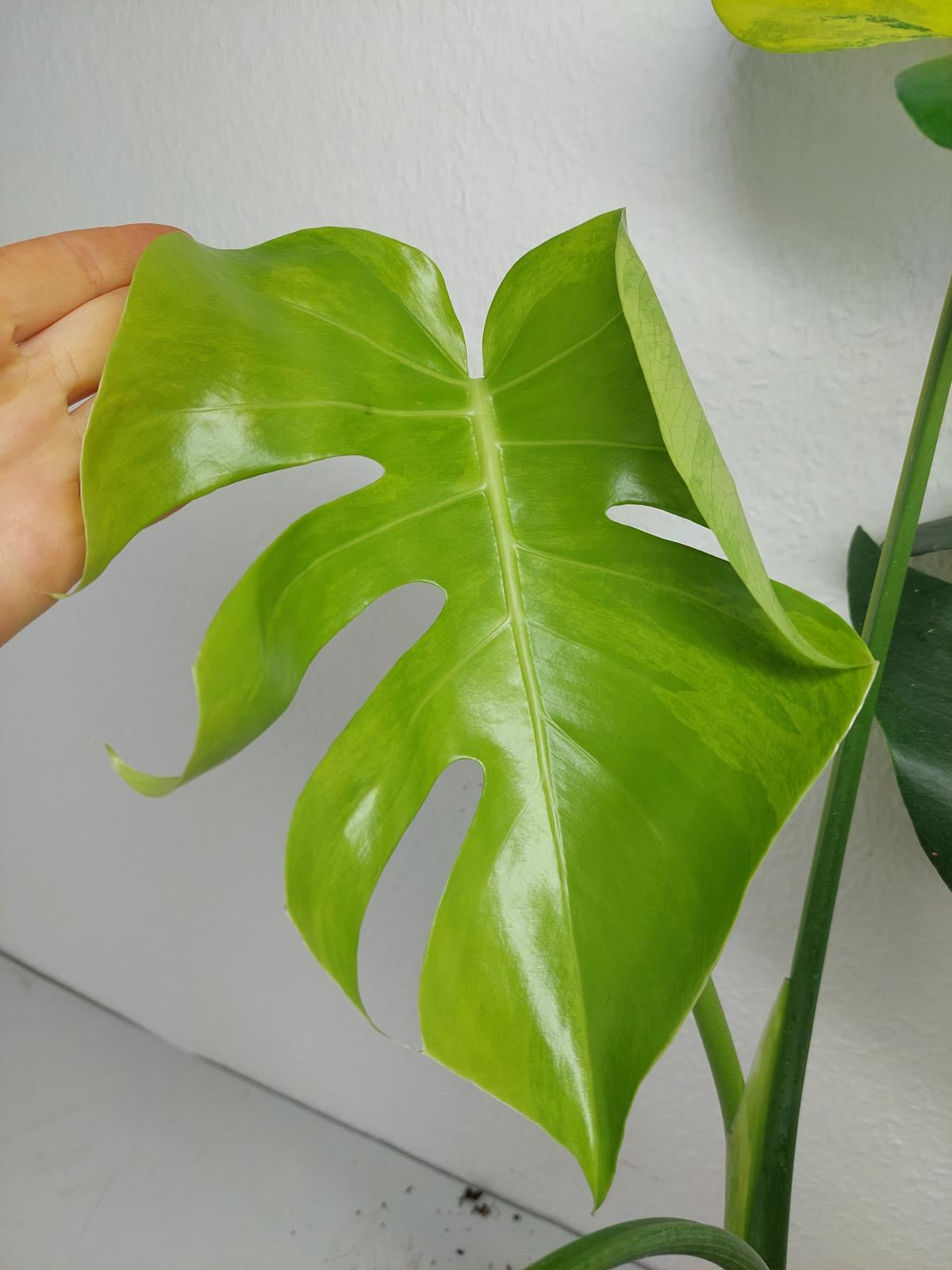 Monstera Aurea Variegata