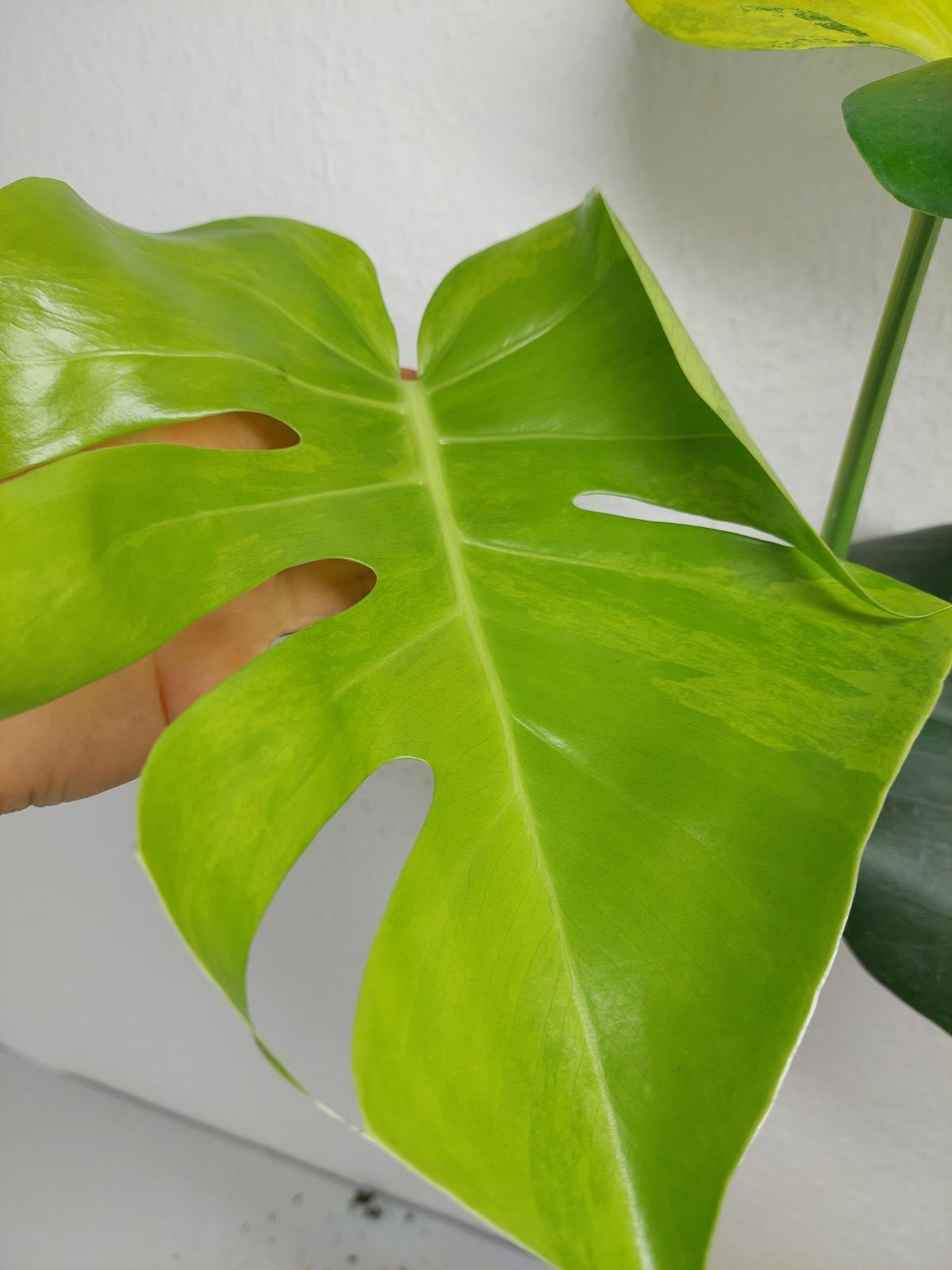 Monstera Aurea Variegata