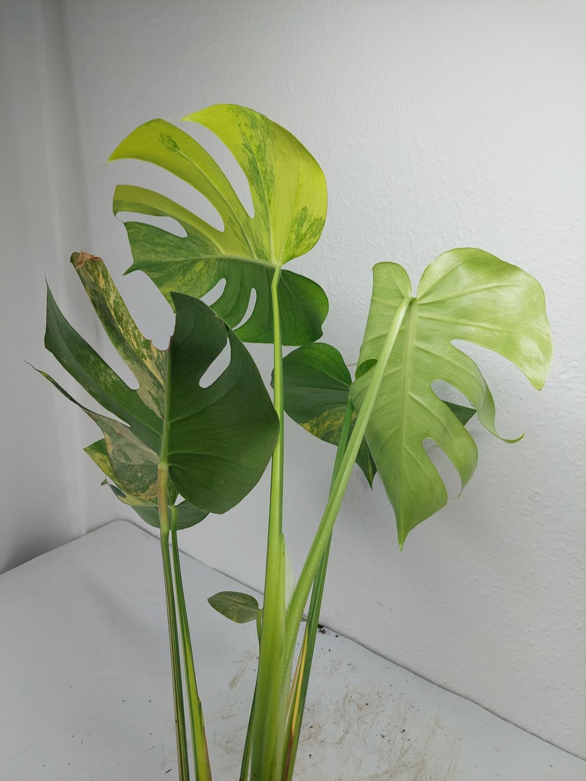 Monstera Aurea Variegata