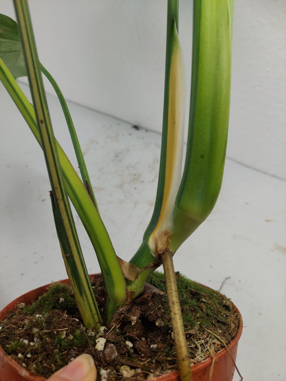 Monstera Aurea Variegata