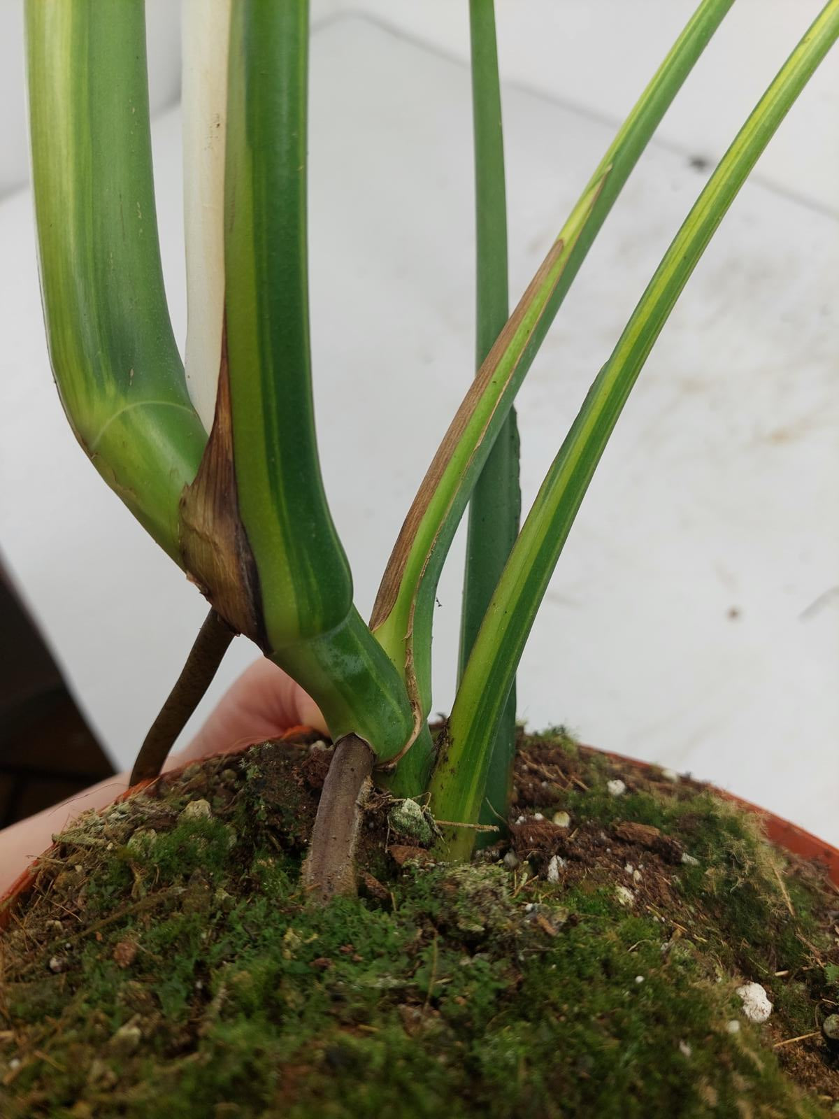 Monstera Aurea Variegata