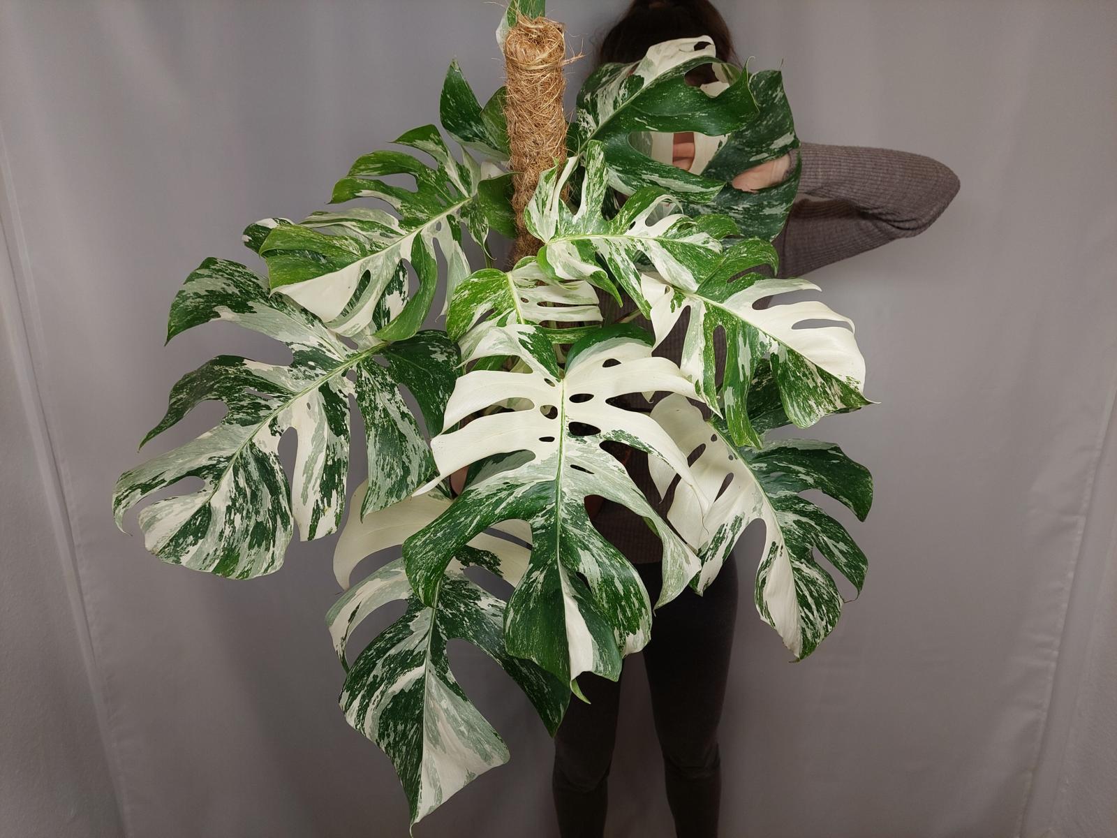 Monstera Variegata buschig