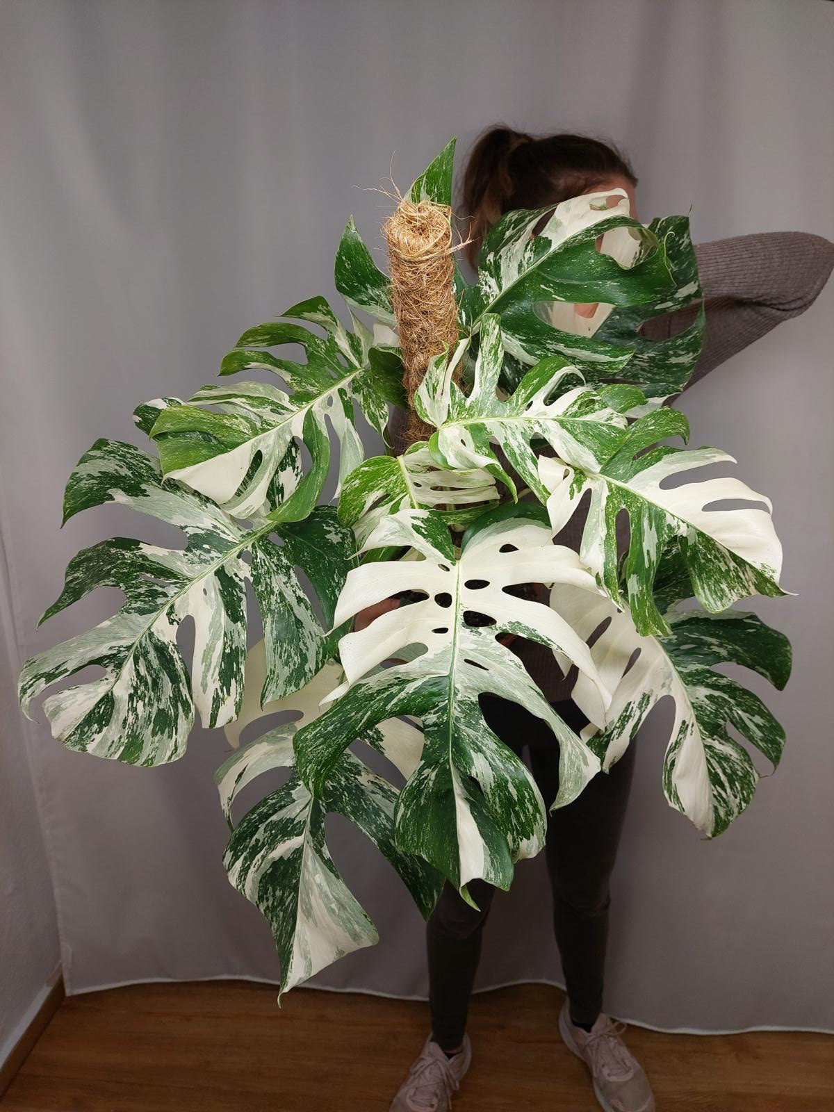 Monstera Variegata buschig